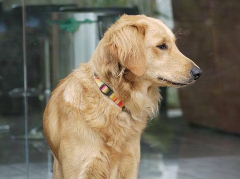 golden-retriever