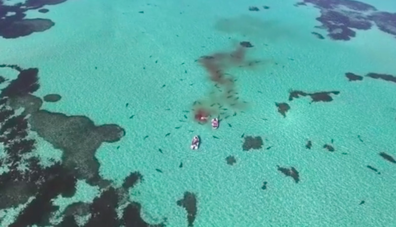Shark Bay Drone Footage