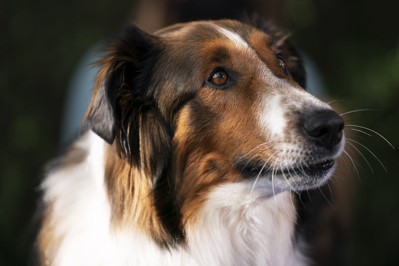 closeup of a dog