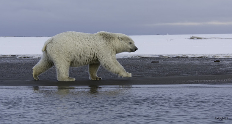 poarbear 1