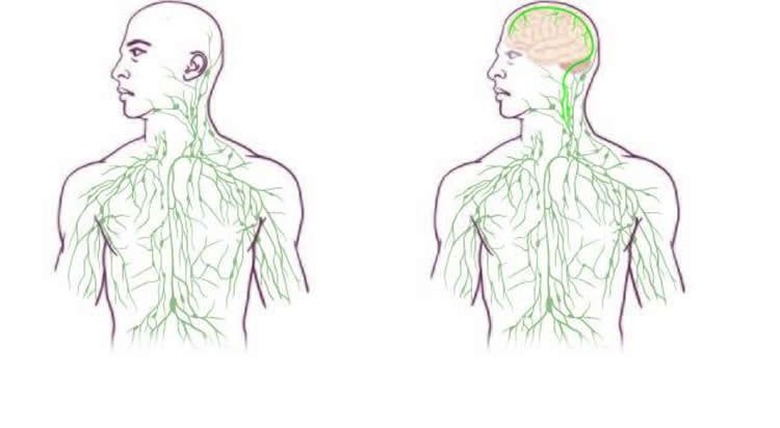 new-lymphatic-system-map
