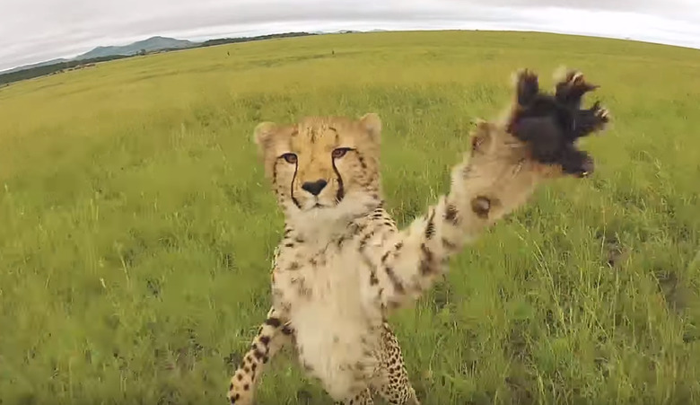 cheetah-vs-drone