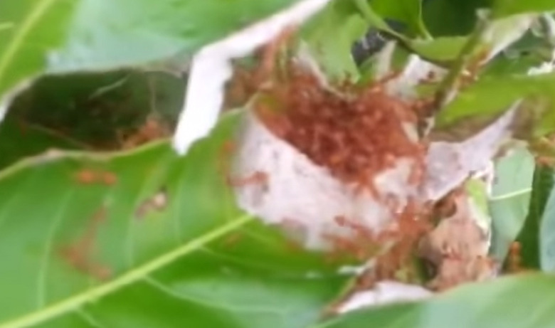 fire-ants-dick-video