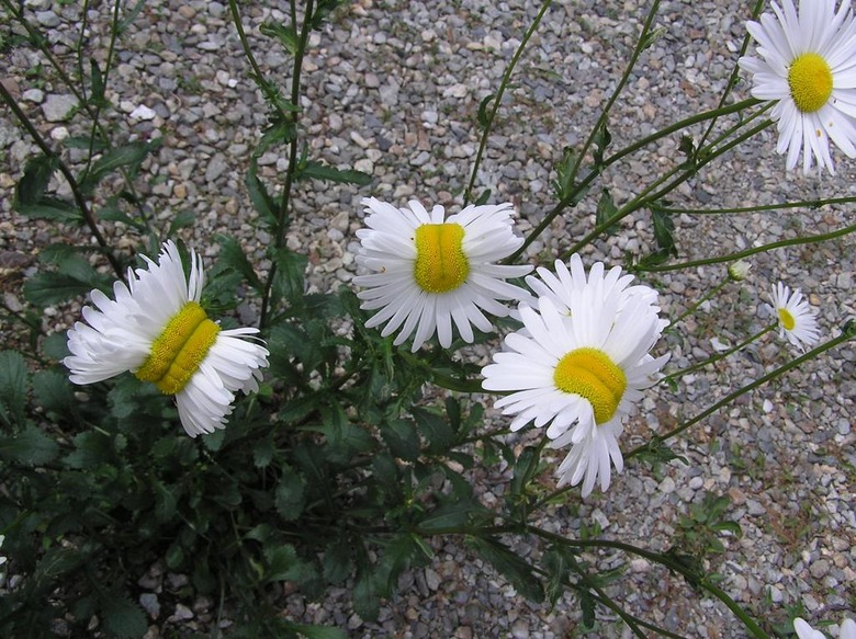mutant-daisies
