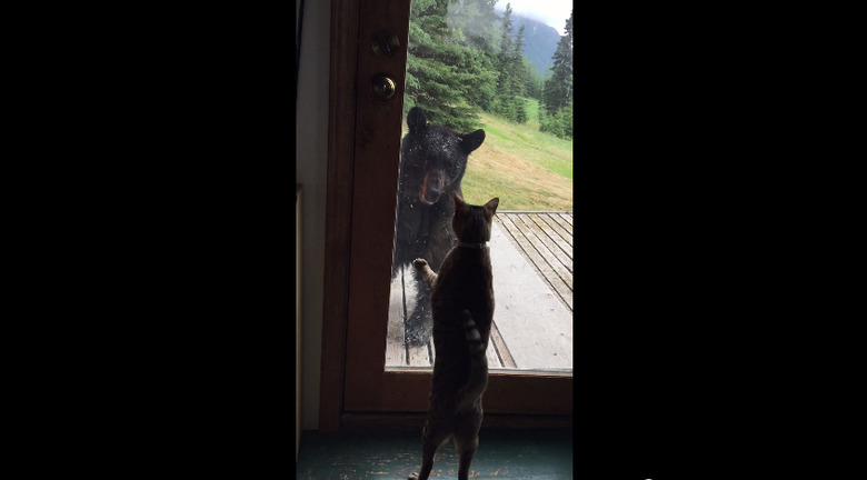funny-cat-video-cat-bear-alaska