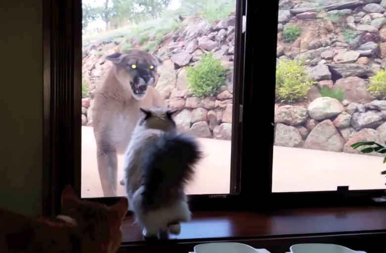 kitty-stares-down-mountin-lion