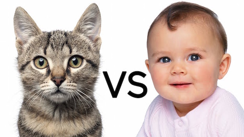 cats vs kids