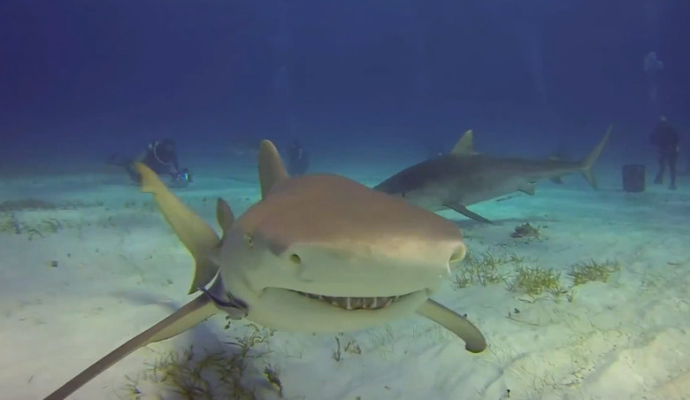 gopro-vs-tiger-shark-video