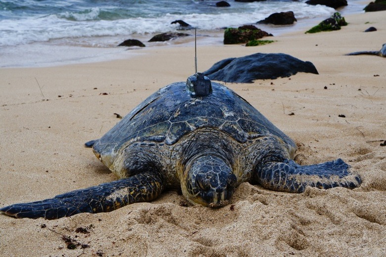 slow wireless turtle