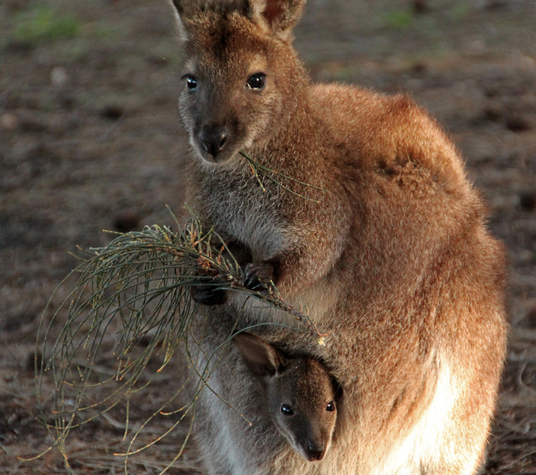 leftie-kangaroo
