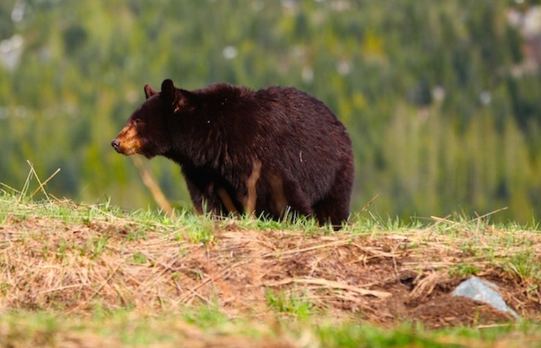 black bear