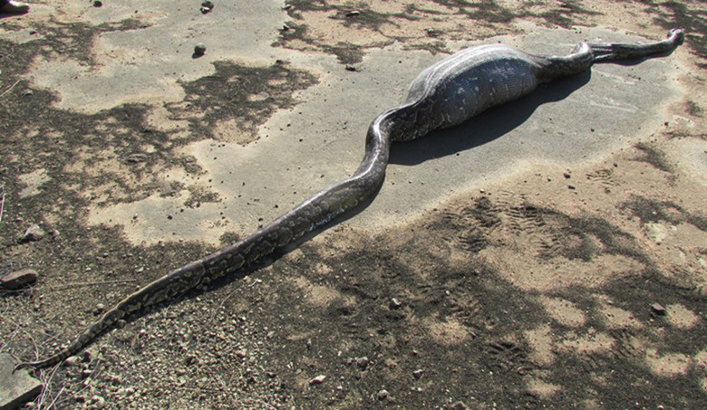 python-eats-porcupine-and-dies-1