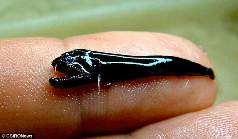 scary-fish-australia-1