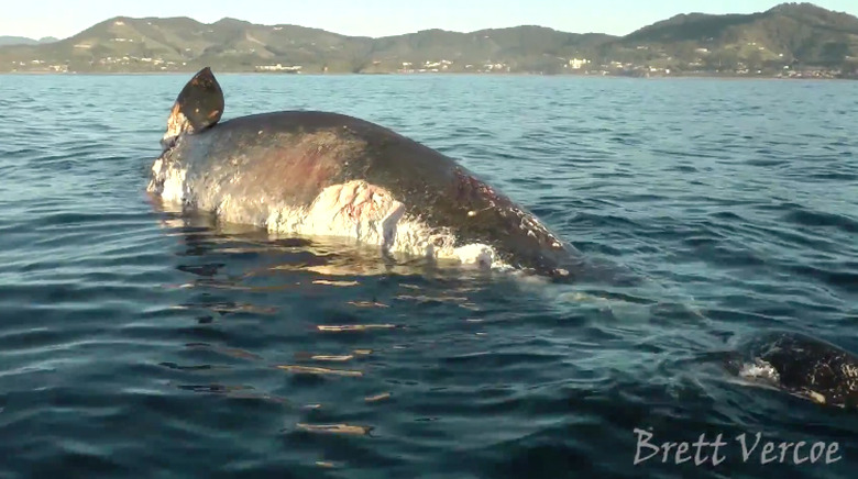 sharks-eating-dead-sperm-whale