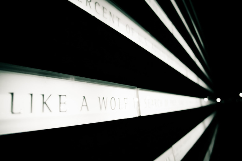 like-a-wolf