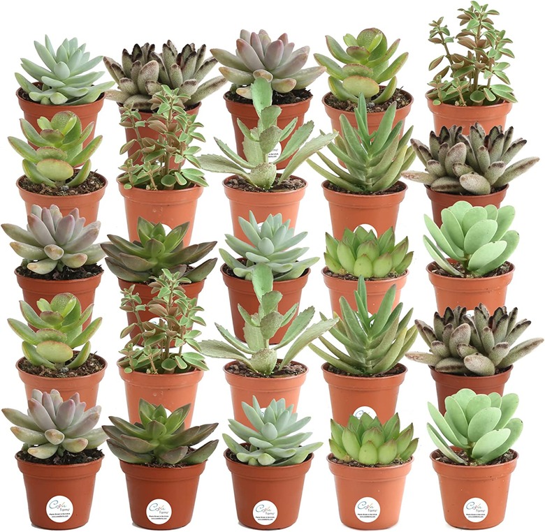 Costa Farms Mini Succulents