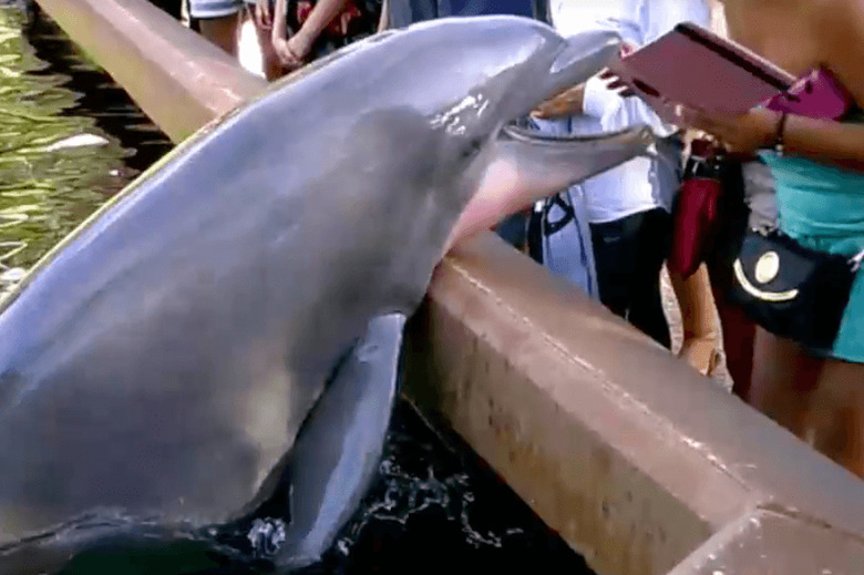 ipaddolphin.w710.h473.2x