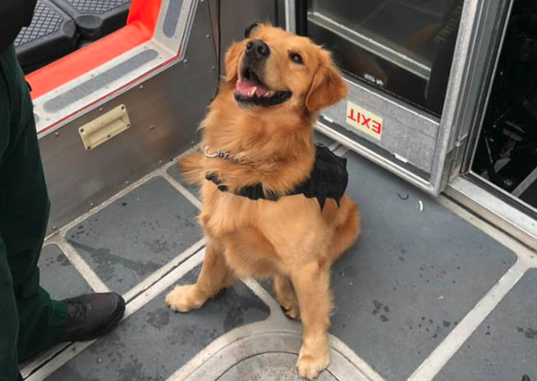k9-jake