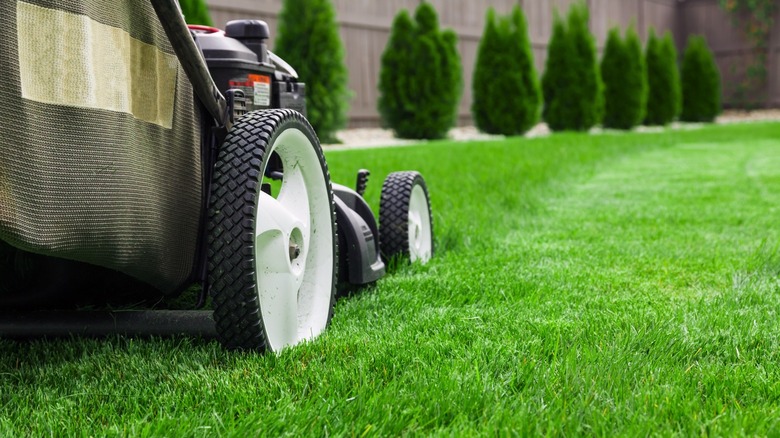 Lawn mower cutting green grass in backyard.