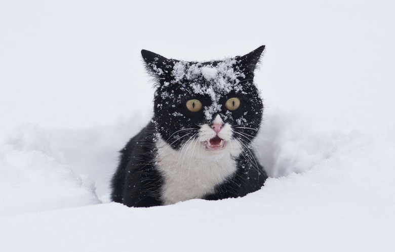 cat