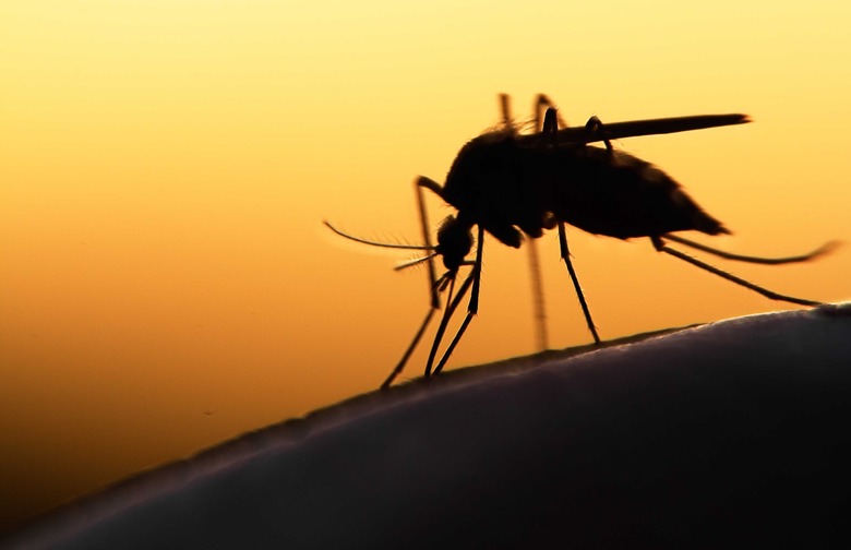 A mosquito resting on a surface.
