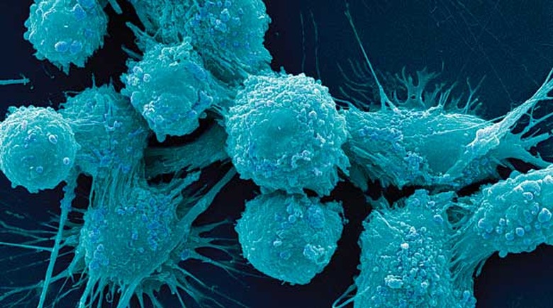 cells