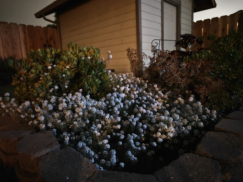 dark-flower-bed-Large