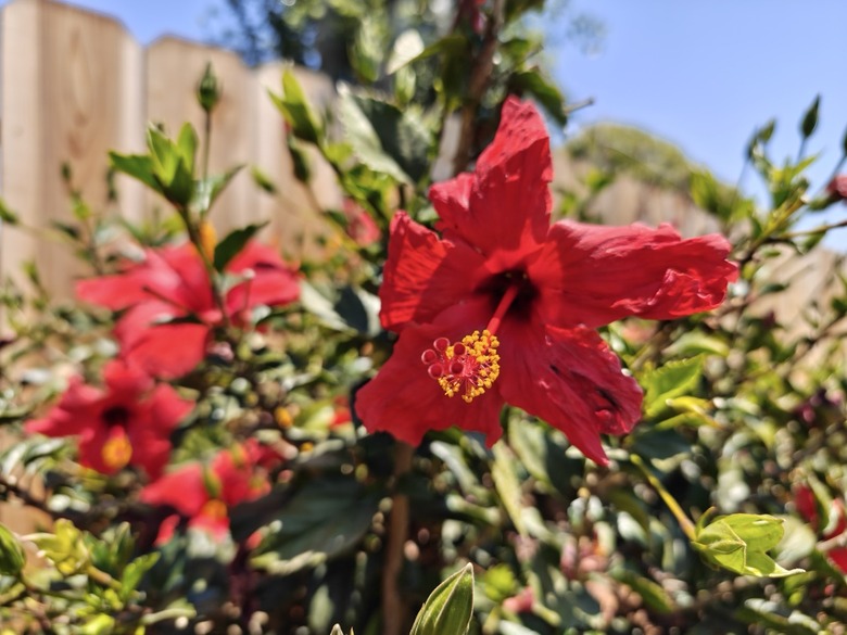 flower-1x-Large
