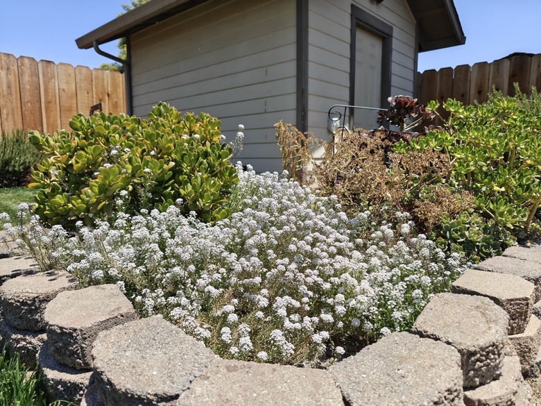 flower-bed-Large