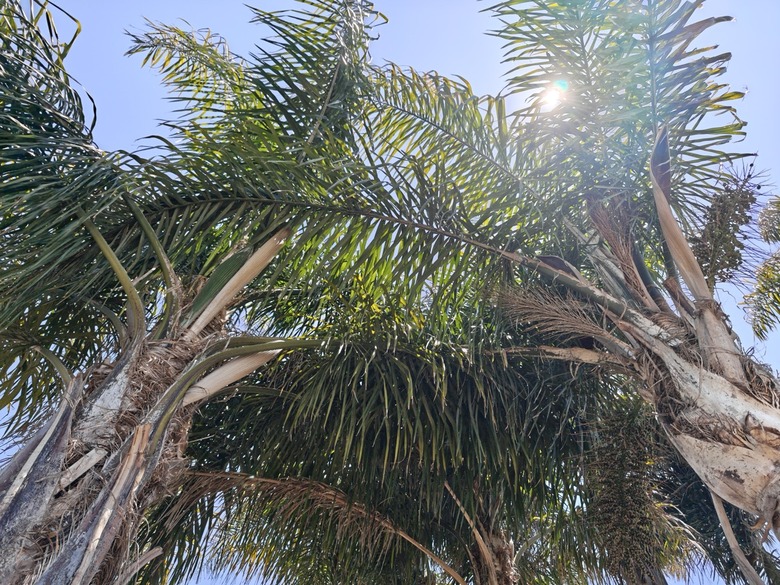 palm-trees-Large