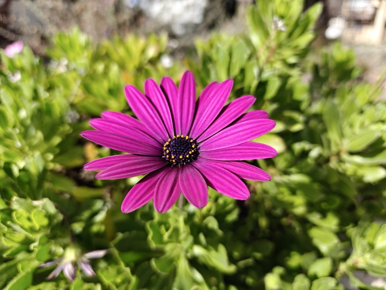 oneplus-13-camera-5