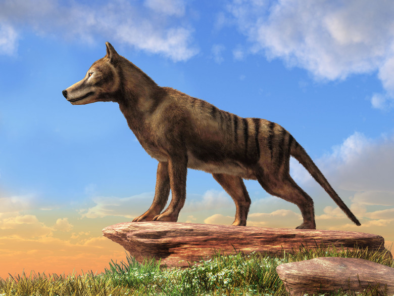 scientists want to revive the tasmanian tiger