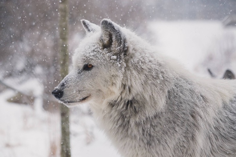 winter wolf, direwolf in snow