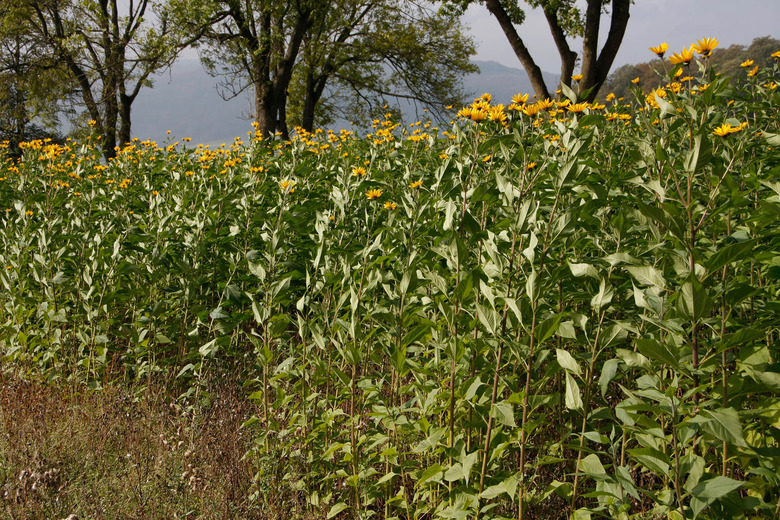 silphie plant