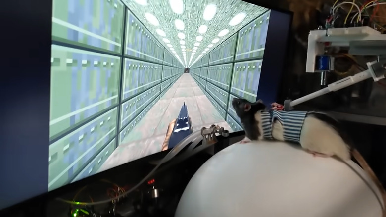 Rat walking in Doom 2