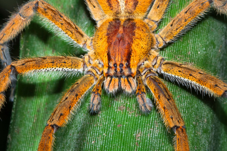 brazilian wandering spider
