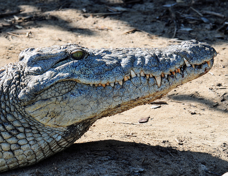 croc