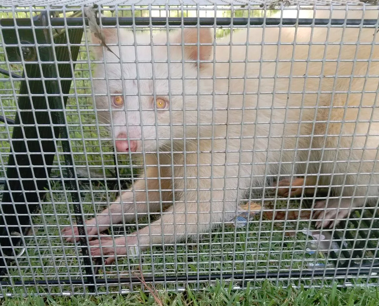 raccoooner
