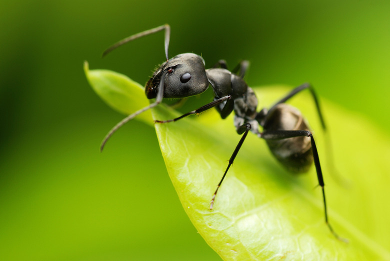 ant crawling on leaf