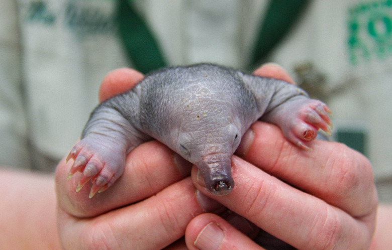 echidna