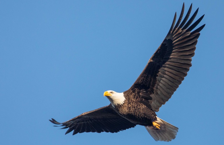 bald eagle