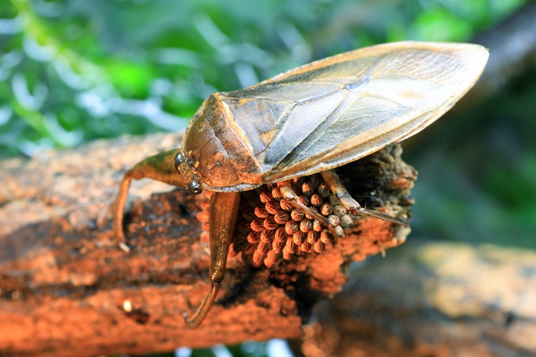largest and deadliest insect in the world