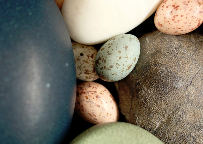 birdeggs