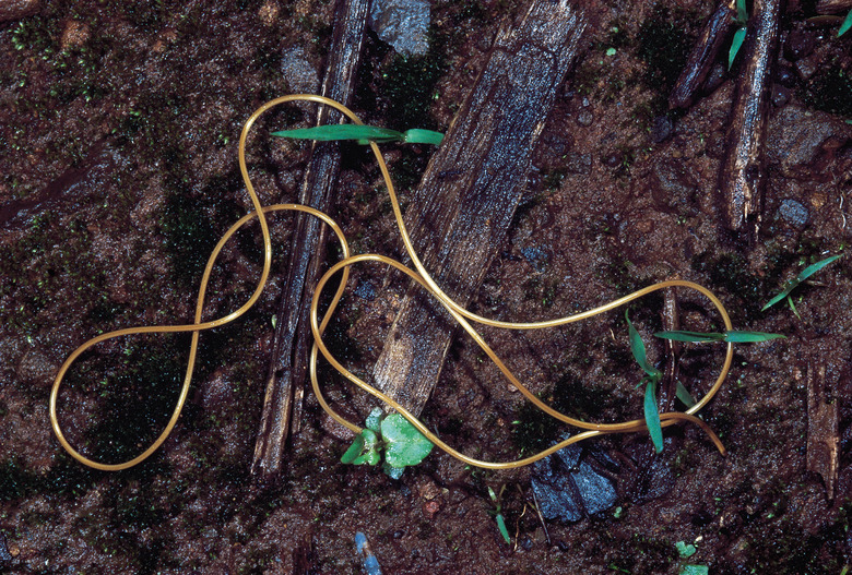 horsehair worm, mind control worm