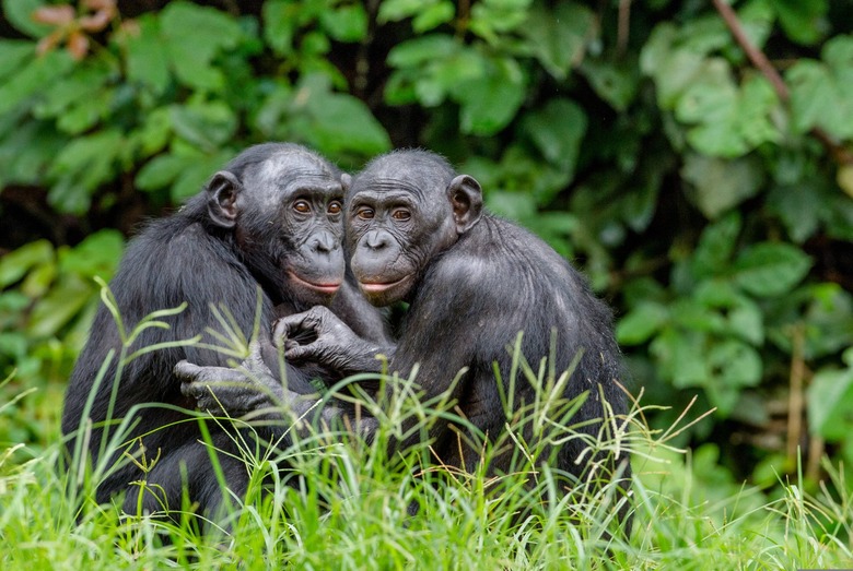 Two bonobos in the wild