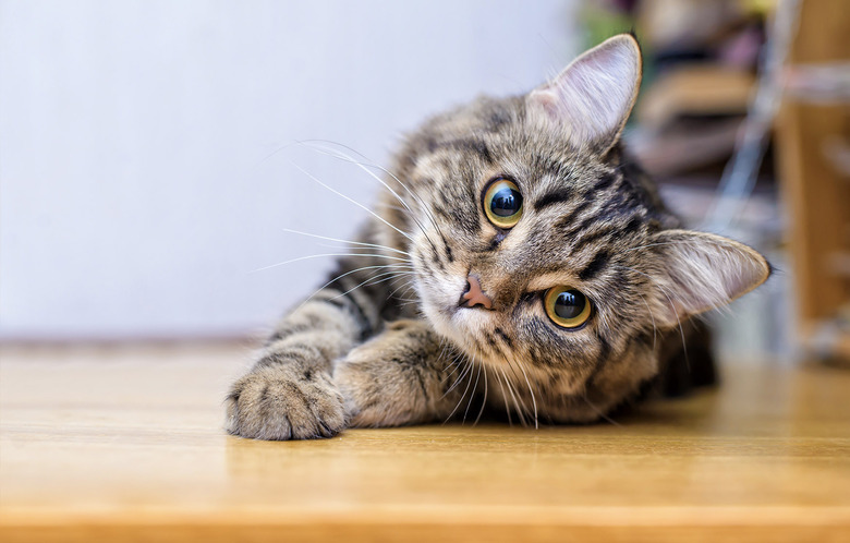 cat