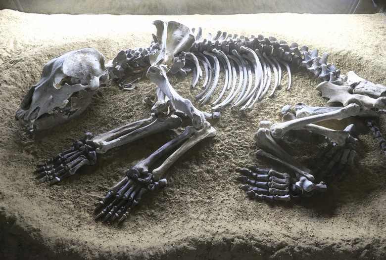 cave bear fossil