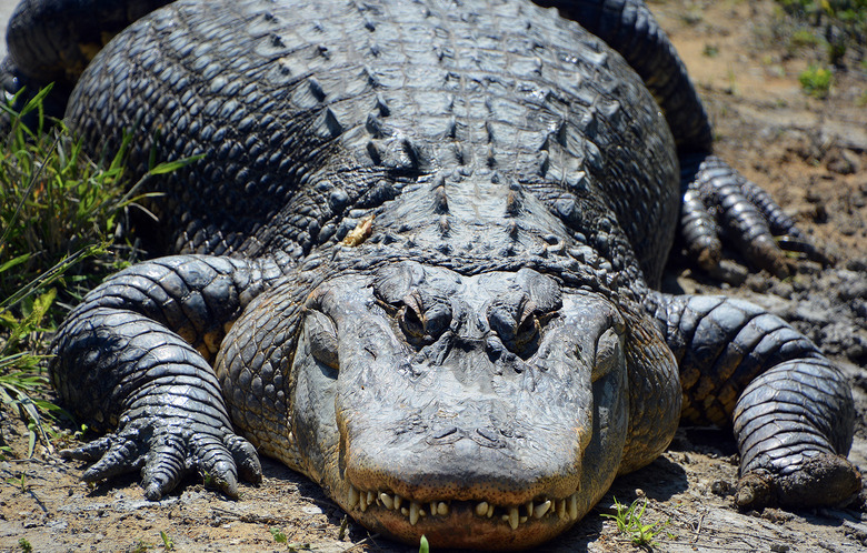 alligator