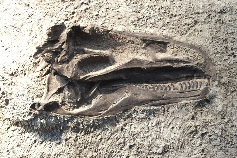 dinosaur fossil up close