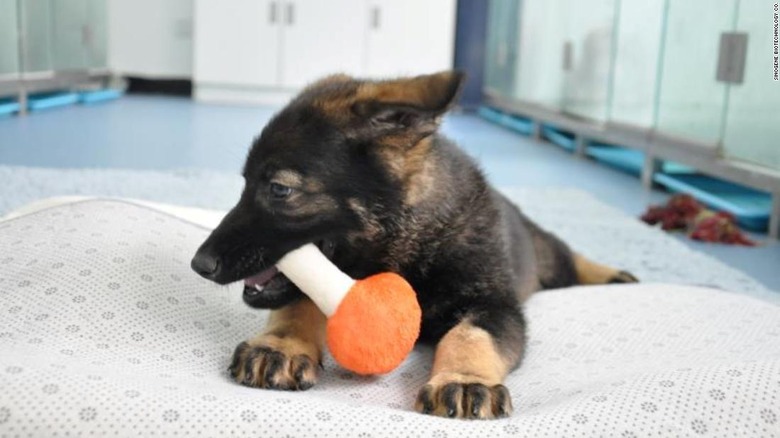 190321154124-chinas-first-cloned-police-dog-super-tease
